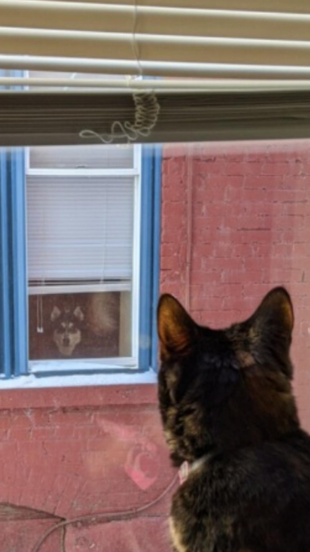 My cat and the neighbors dog staring each other down everyday This is their lives now