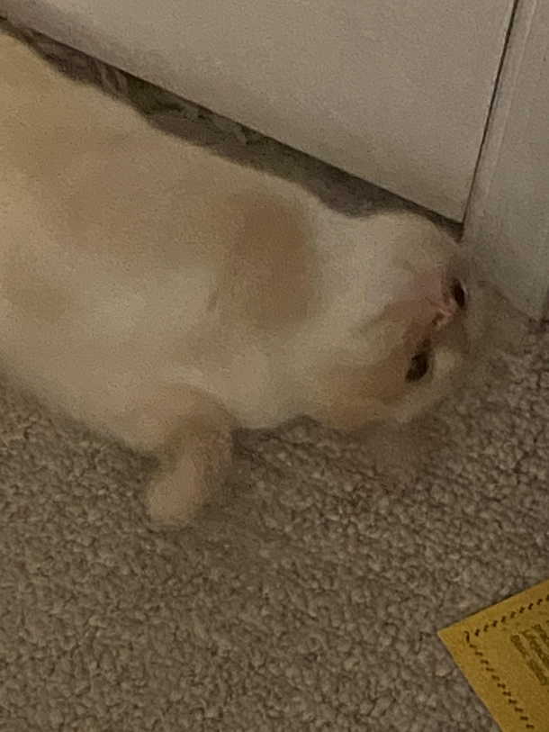 My cat being a dumbass