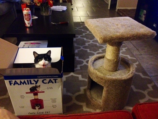 My cat being a jerk