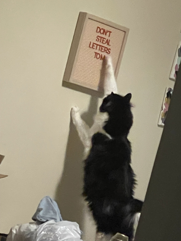 My cat can read He just refuses to follow directions