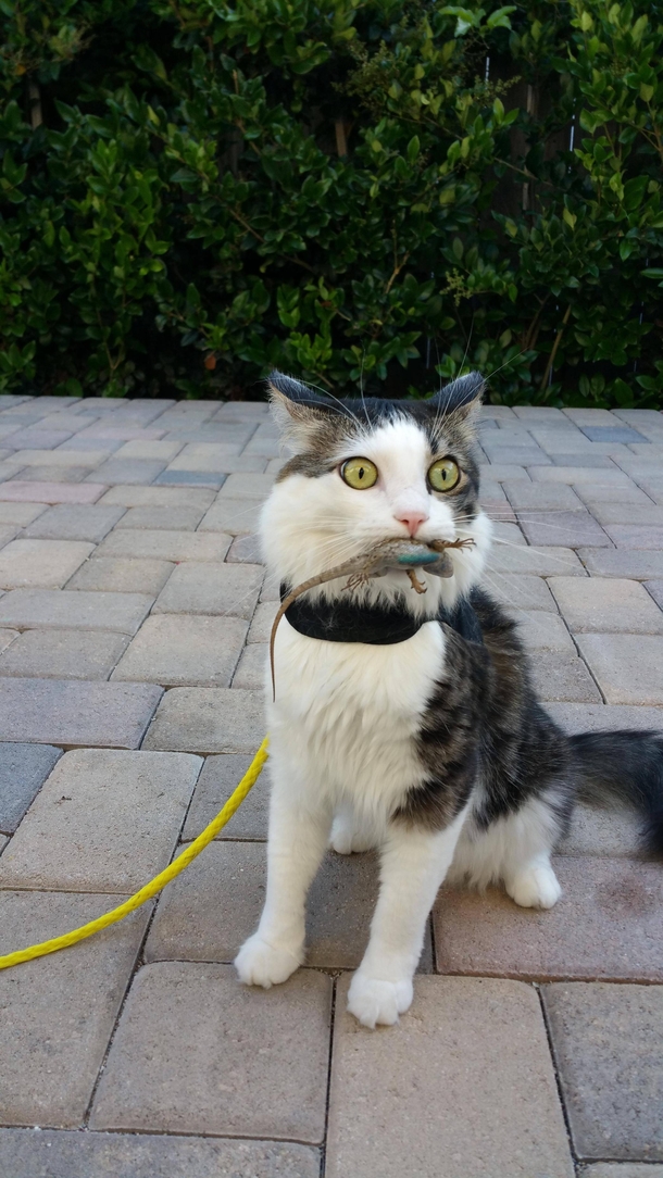 My cat caught a lizard and had no idea how to proceed