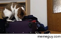 My cat caught trying to get into a suitcase