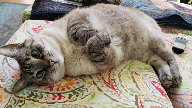 My cat channeling Puss In Boots from Shrek