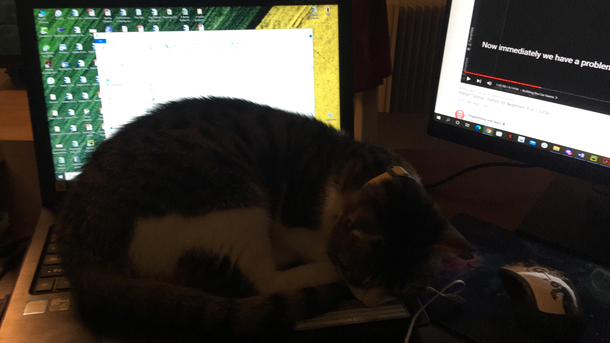 My cat comes out of nowhere and makes himself comfortable 