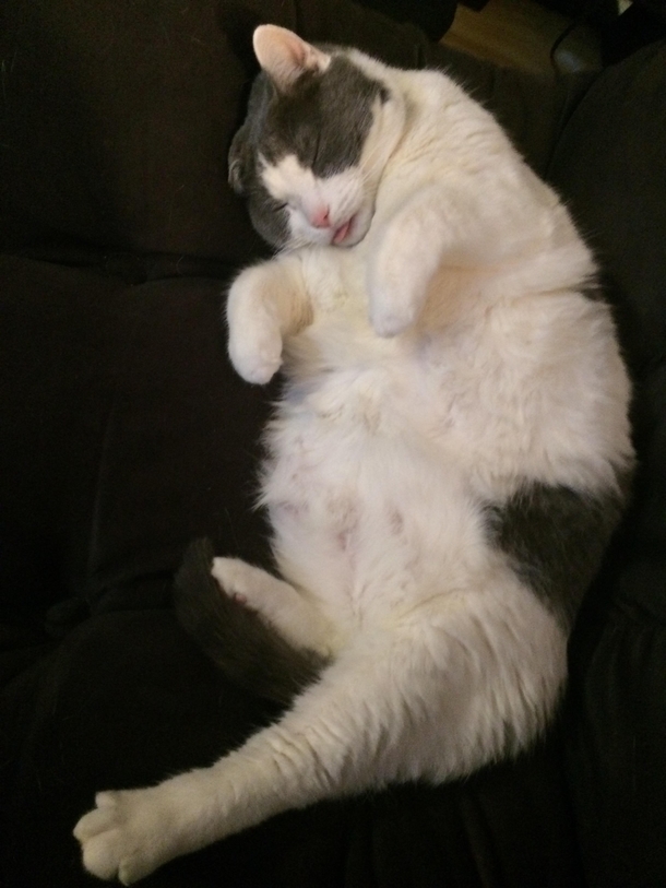 My cat dealing with her New Years party hangover