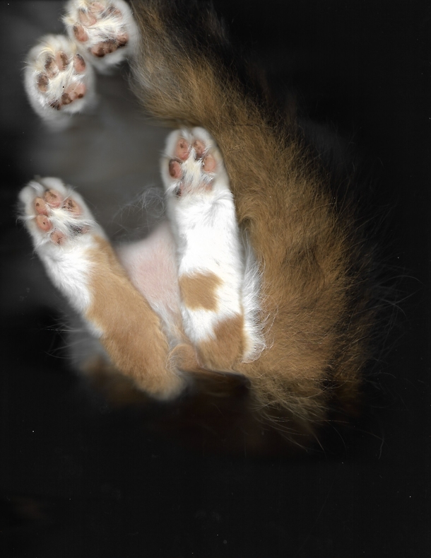 My cat decided to help herself to my scanner while using it