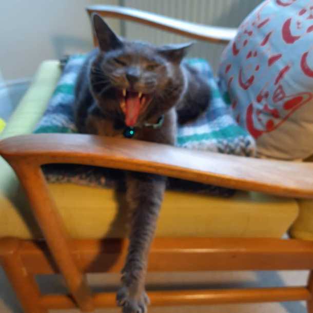 my cat didnt like me disturbing her 