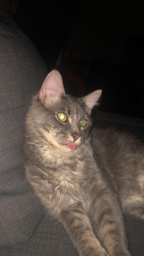 My cat does this all the time Hes just built different