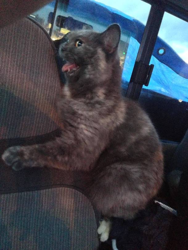 My cat doesnt like car rides so much