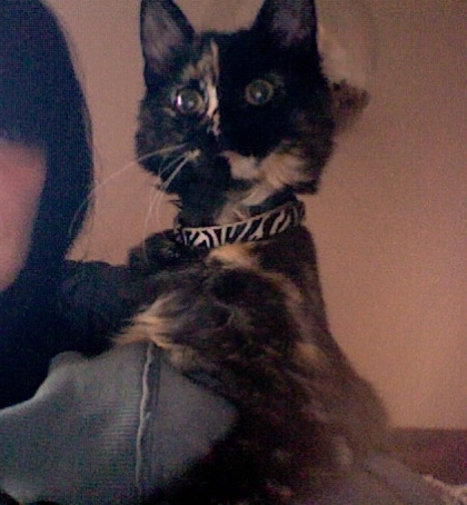 My cat drank my coffee while I wasnt looking This was her face after
