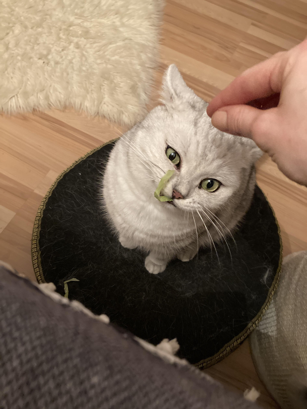 My cat eats salad