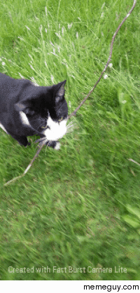 My Cat Ernie thinks he is a dog