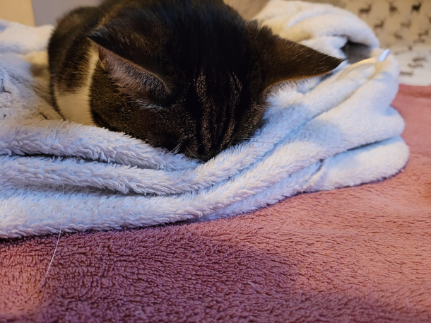 My cat fell asleep face planting my dressing gown