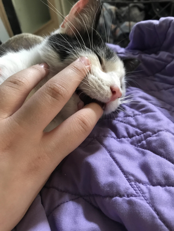 My cat fell asleep trying to eat me