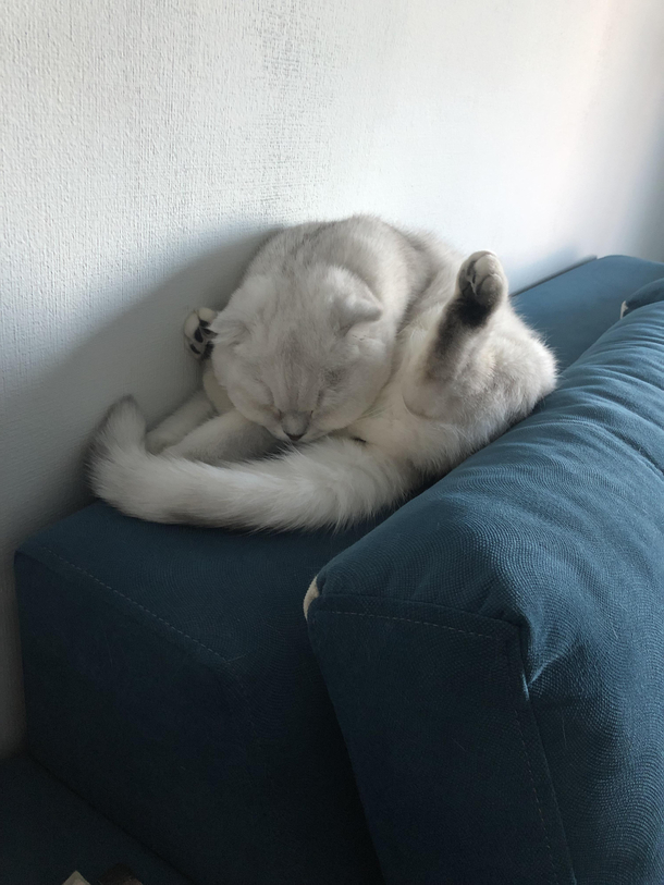 My cat fell asleep while cleaning his butt 