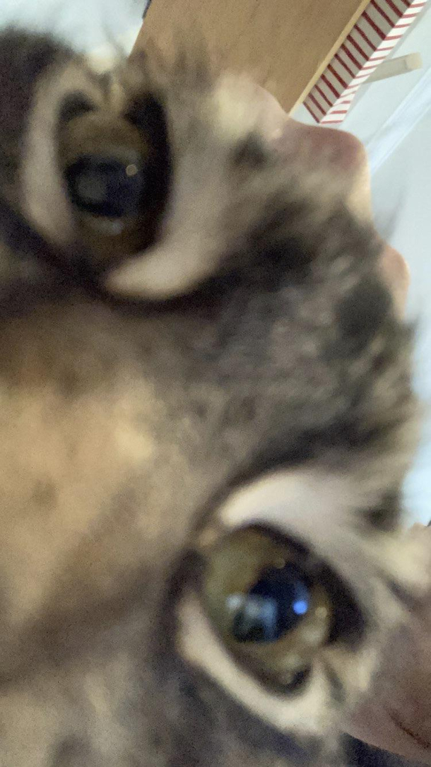 My cat found the camera lol