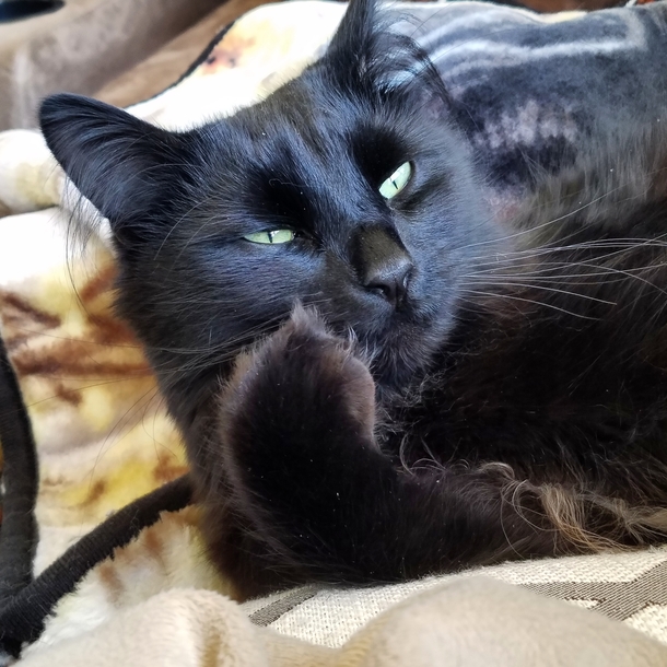 My cat gave me The Paw