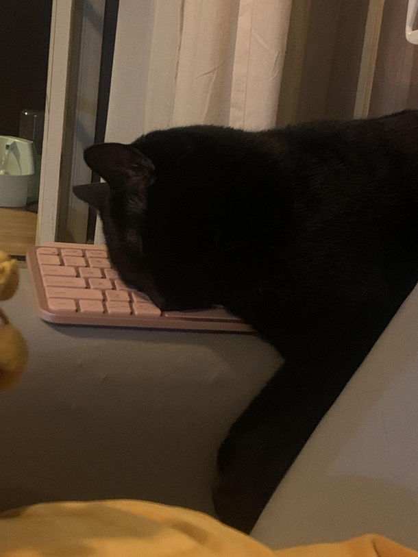 My cat gets Mondays