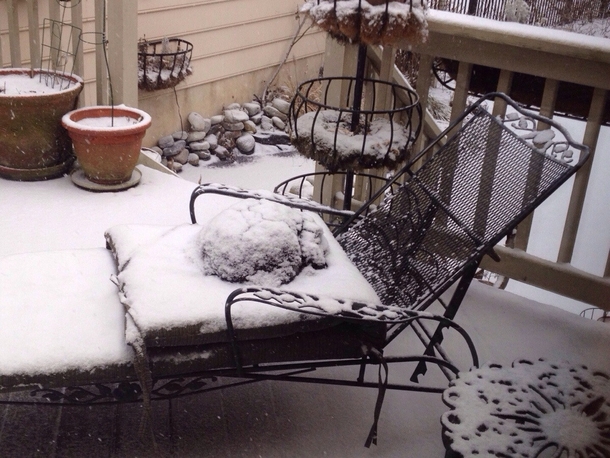 My cat giving zero fucks about the snow