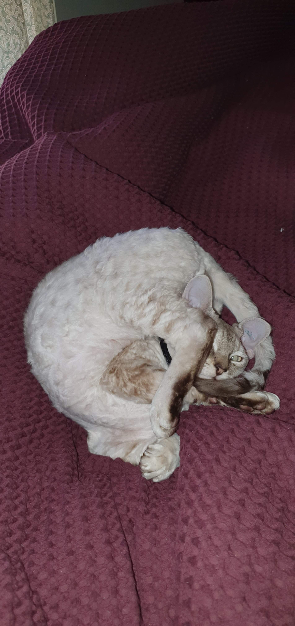 My cat got a little tangled today