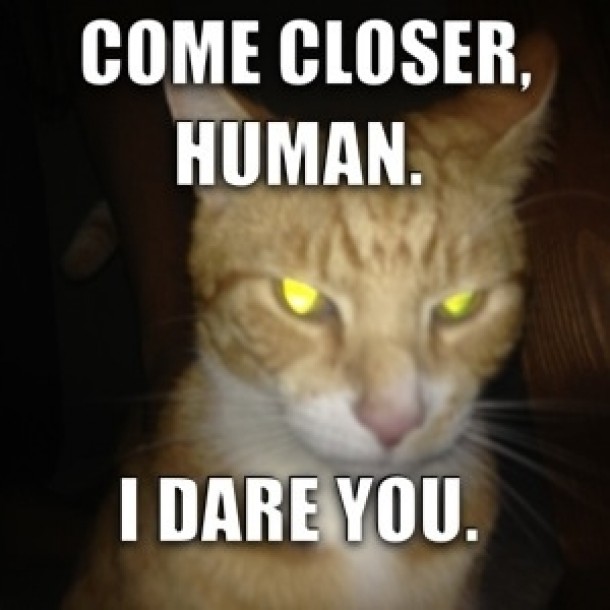 My cat got angry at the camera flash