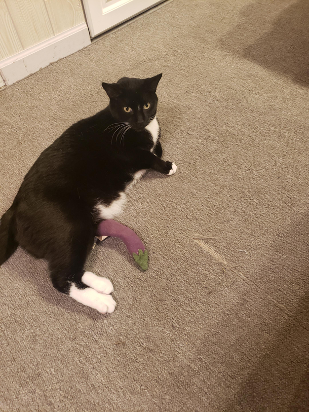 My cat Guster the well endowed