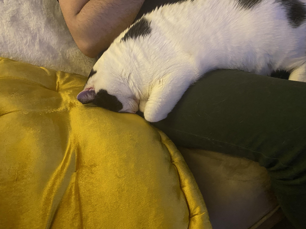 My cat has a unique way of sleeping