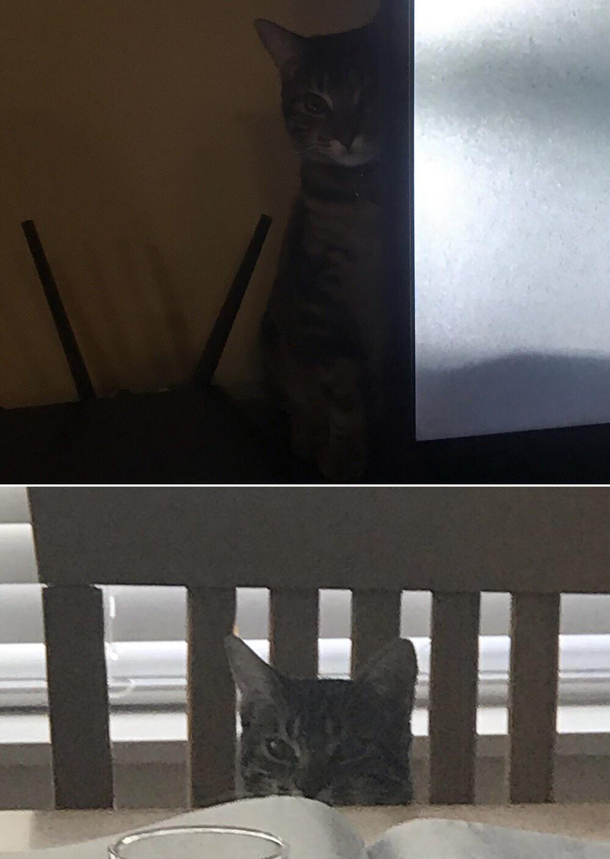My cat has been plotting my death for a while now
