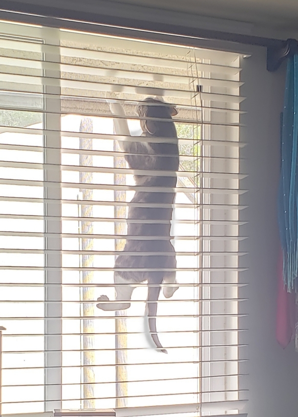 My cat has had enough of being stuck inside with me