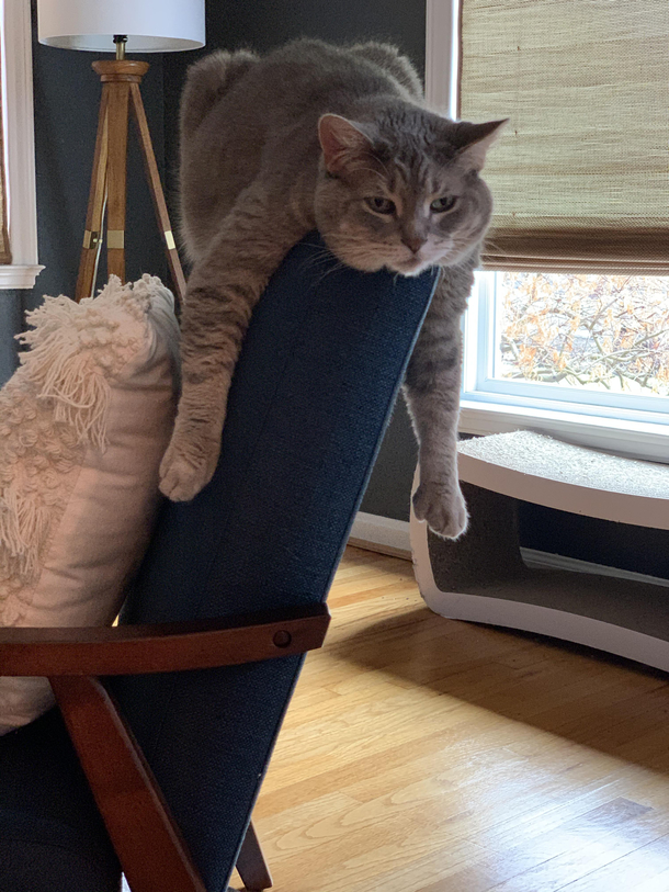 My cat has had it with quarantining