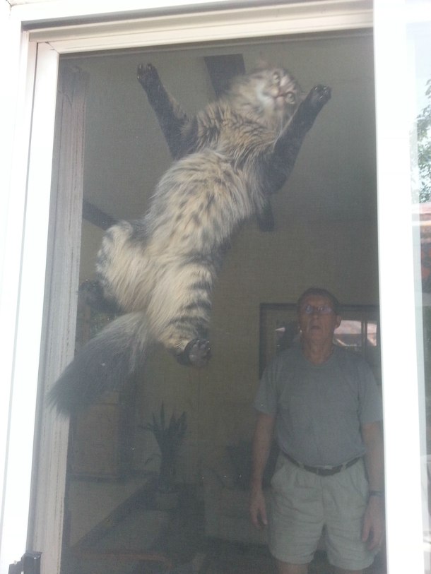 My cat has never done this before With the glare on the screen door I had no idea my dad was there until I looked at the picture
