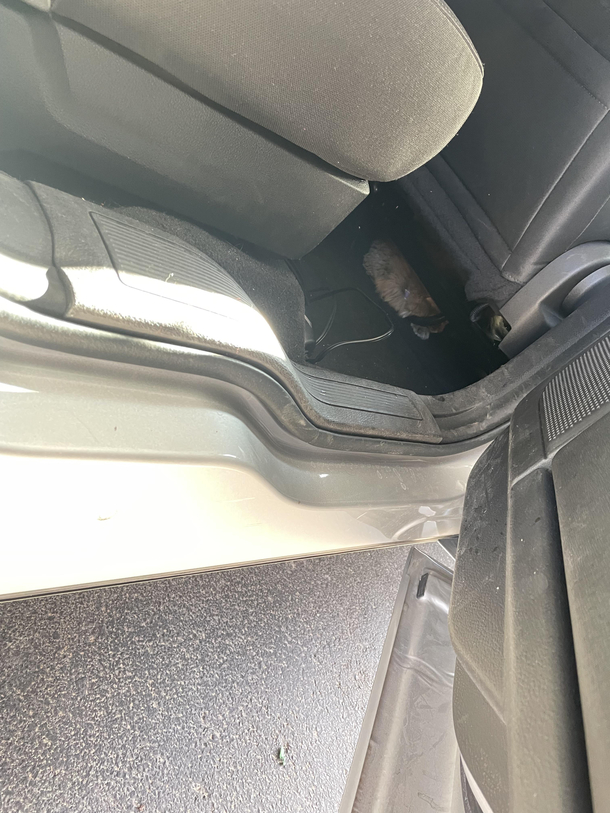 My cat has taken dominant positioning in the war for my car