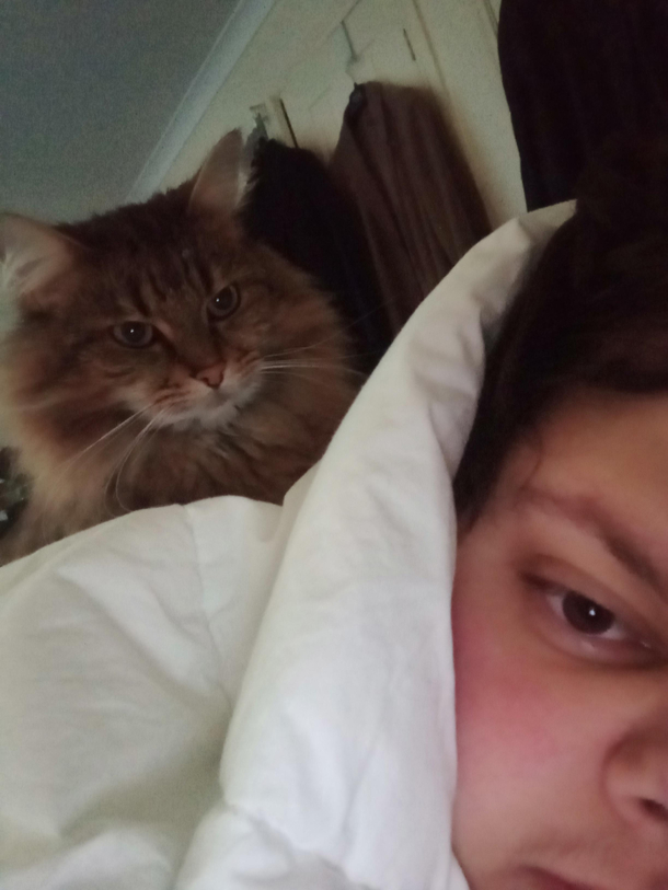 My cat has taken to using different tactics to get me out of bed to feed her this is one of them