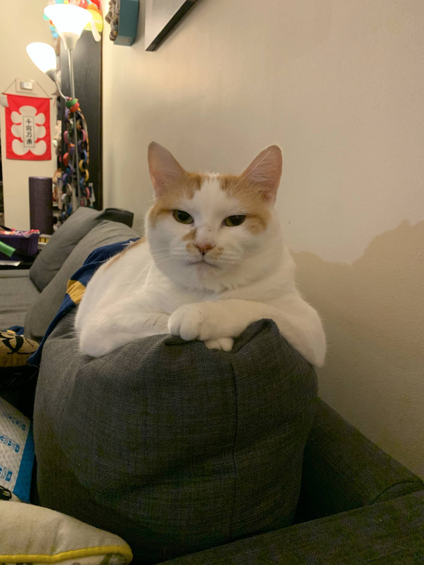 My cat hit me with We need to talk