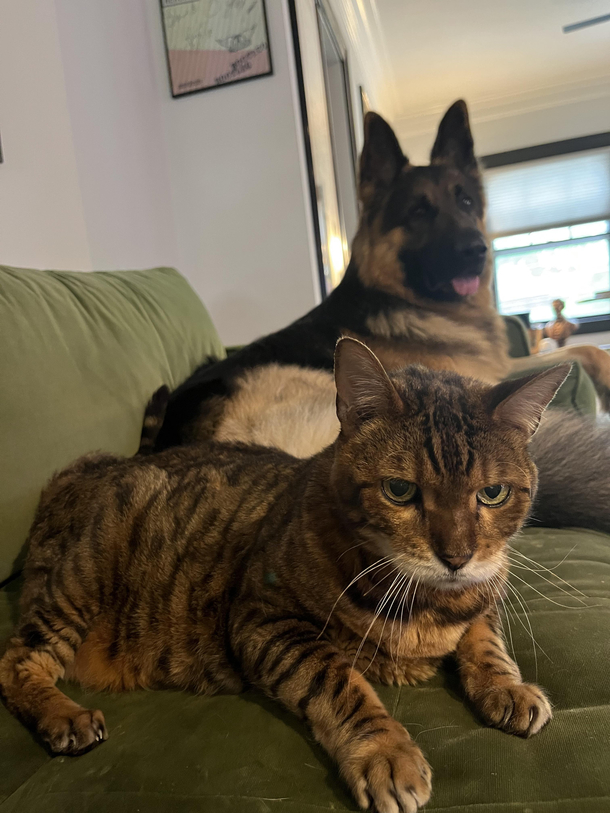 My cat Hobbs is plotting my dogs Patrick death after stealing his spot on the couch