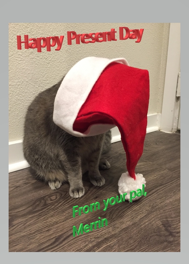 My cat inadvertently made the best-worst holiday card
