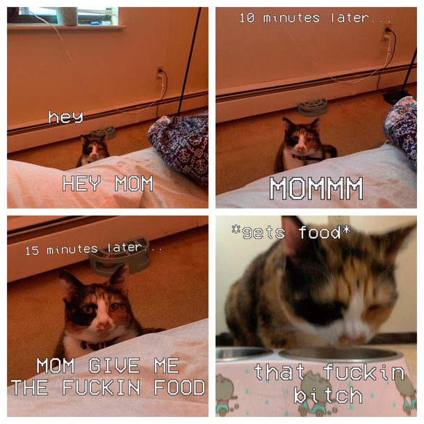my cat irl