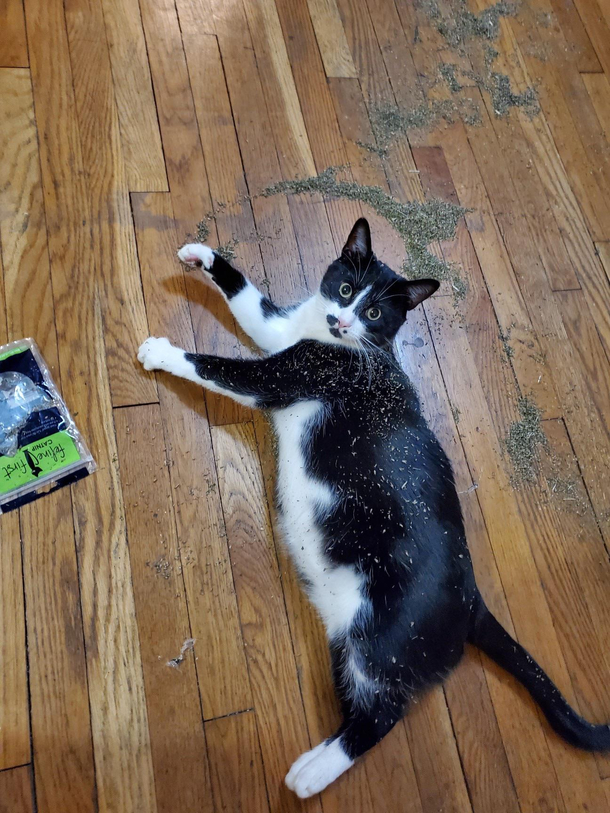 My cat is able to somehow open up the cabinets He finally got into his stash of catnip Lesson learned