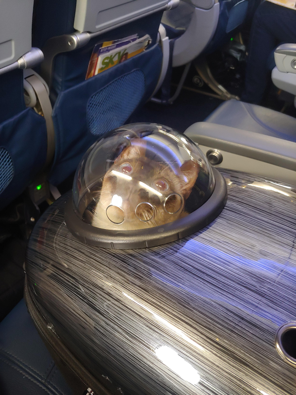 My cat is astonished by air travel