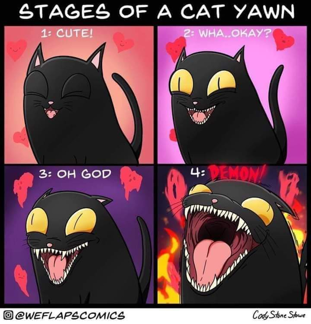 My cat is at a constant 