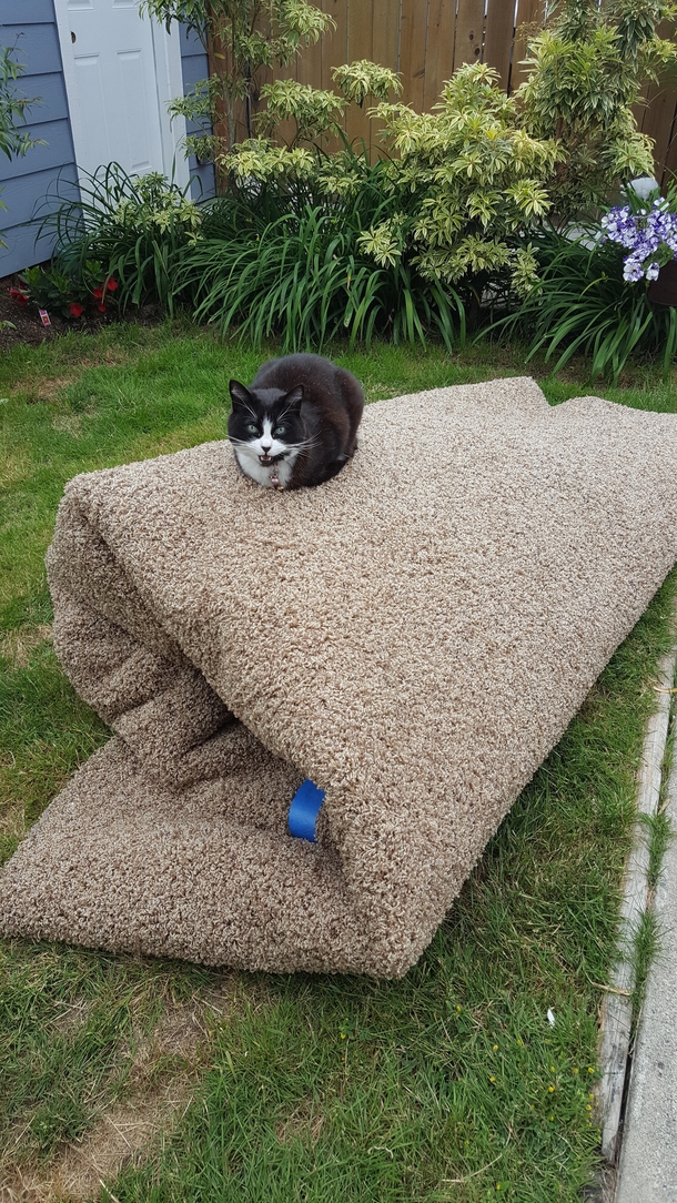 My cat is concerned that her favorite spot on the carpet is now located outside