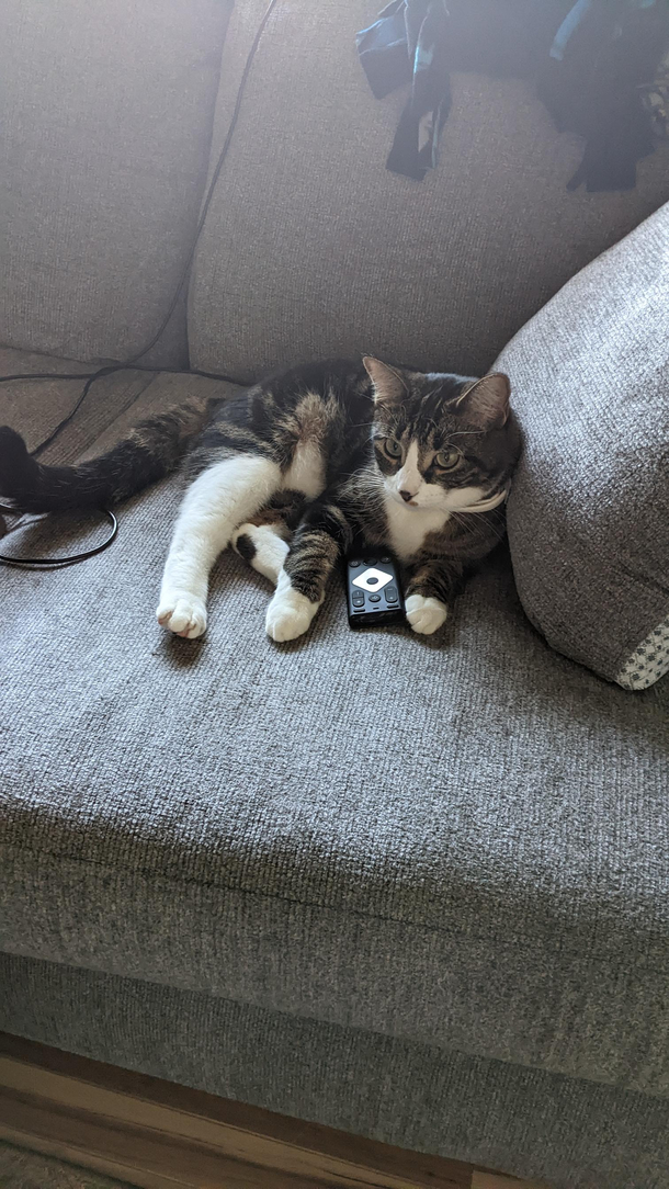 My cat is in charge of the remote tonight apparently