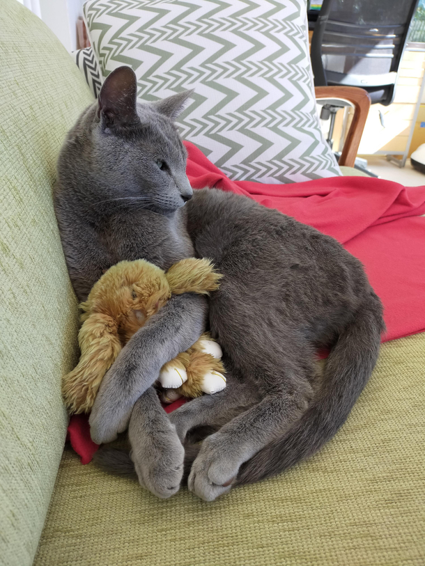 My cat is in love with this toy rabbit or something