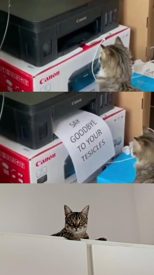 My cat is losing his nuts