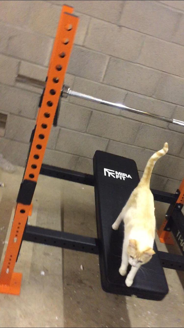 My cat is my gym partner everyday at pm she makes sure I show up
