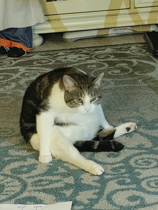 My Cat is my spirit animal