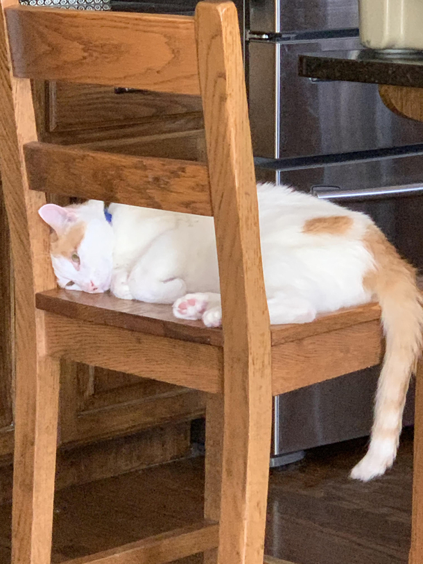 My cat is no longer handling quarantine well