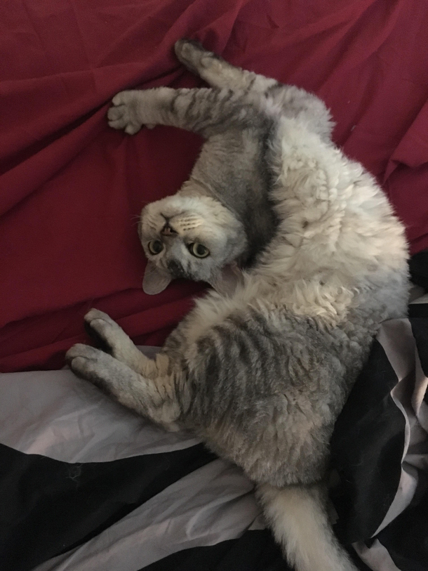 My cat is not functioning properly