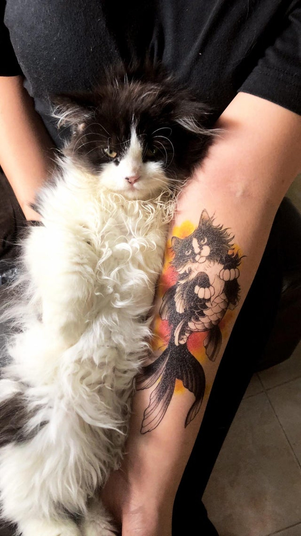 My cat is not impressed but I am