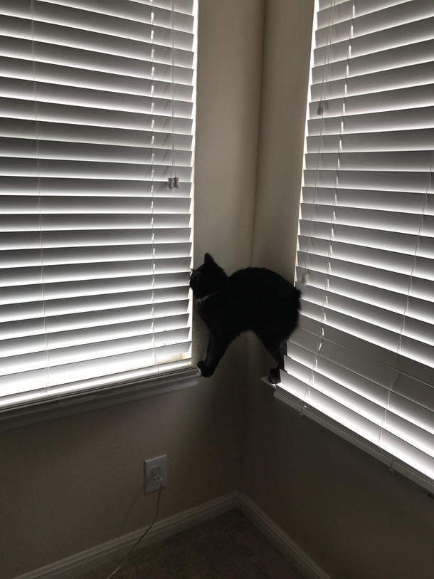 My cat is not what you would call the smartest of cats